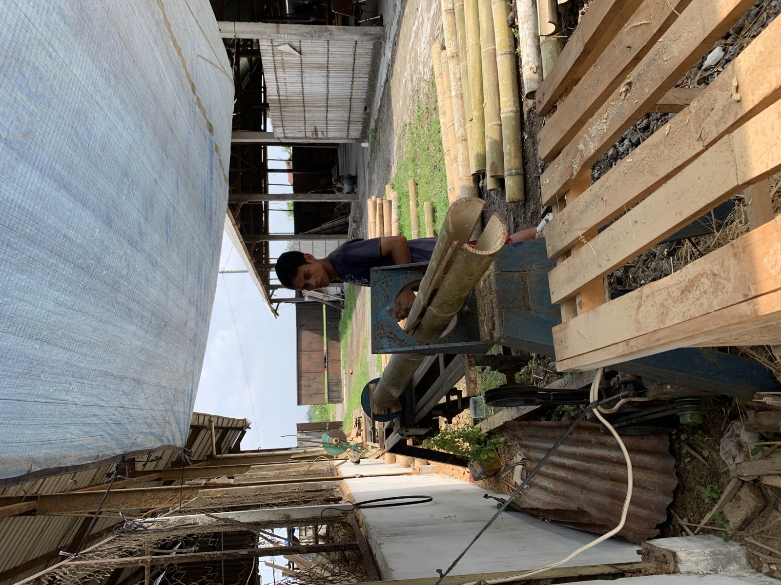 Worker feeding a bamboo culm into the splitting machine at the Java Bamboo Lamina factory, with cut poles laid out to season in the yard